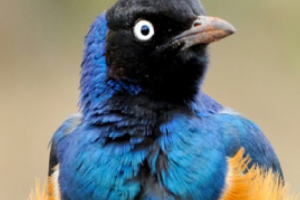 c7网页注册入口手机版